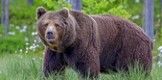 Что делать если Вы встретили медведя